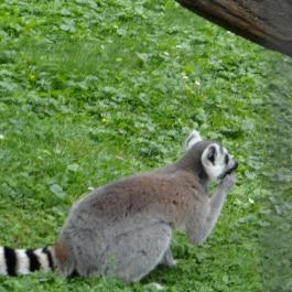 Veszprémi Állatkert Veszprém - Egyéb