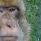 Veszprémi Állatkert Veszprém - 