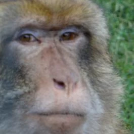 Veszprémi Állatkert Veszprém - Egyéb