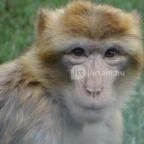 Veszprémi Állatkert Veszprém - 