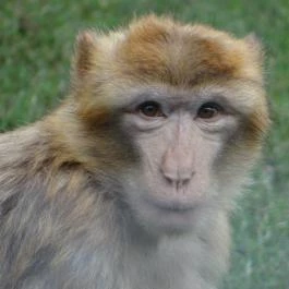 Veszprémi Állatkert Veszprém - Egyéb