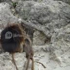 Veszprémi Állatkert Veszprém - 