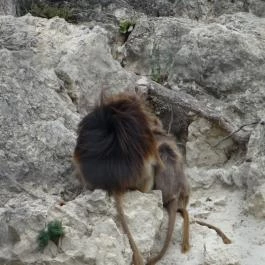 Veszprémi Állatkert Veszprém - Egyéb