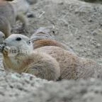 Veszprémi Állatkert Veszprém - 