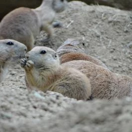 Veszprémi Állatkert Veszprém - Egyéb