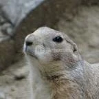 Veszprémi Állatkert Veszprém - 