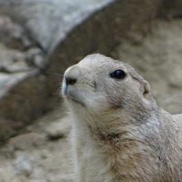 Veszprémi Állatkert Veszprém - Egyéb