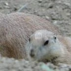 Veszprémi Állatkert Veszprém - 