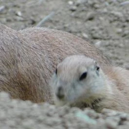 Veszprémi Állatkert Veszprém - Egyéb