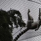 Veszprémi Állatkert Veszprém - 