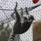 Veszprémi Állatkert Veszprém - 