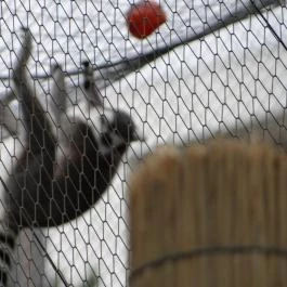 Veszprémi Állatkert Veszprém - Egyéb