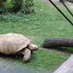 Veszprémi Állatkert Veszprém - 