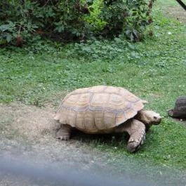 Veszprémi Állatkert Veszprém - Egyéb