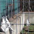 Magán Zoo Felsőlajos - 