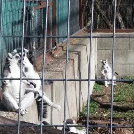 Magán Zoo, Felsőlajos - 