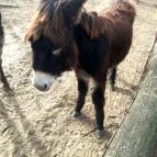 Magán Zoo Felsőlajos - 