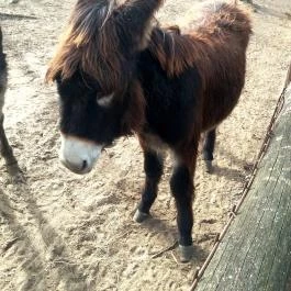 Magán Zoo, Felsőlajos - 