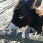 Magán Zoo Felsőlajos - 