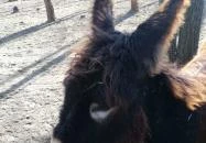 Magán Zoo Felsőlajos