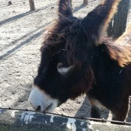 Magán Zoo, Felsőlajos - 