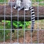 Magán Zoo Felsőlajos - 