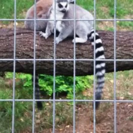 Magán Zoo, Felsőlajos - 