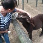 Magán Zoo Felsőlajos - 