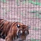 Magán Zoo Felsőlajos - 