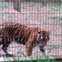 Magán Zoo, Felsőlajos - 