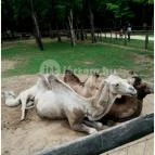 Magán Zoo Felsőlajos - 