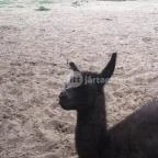 Magán Zoo Felsőlajos - 