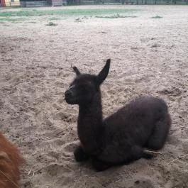 Magán Zoo, Felsőlajos - 