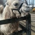 Magán Zoo Felsőlajos - 