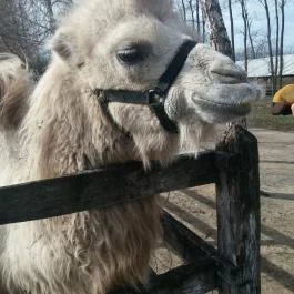 Magán Zoo, Felsőlajos - 