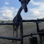 Richter Safari Park Nagykőrös - Egyéb