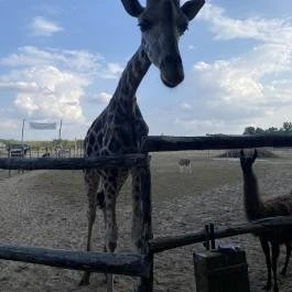 Richter Safari Park Nagykőrös - Egyéb
