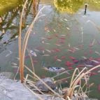 Rajna Apartman Bogács - Környék