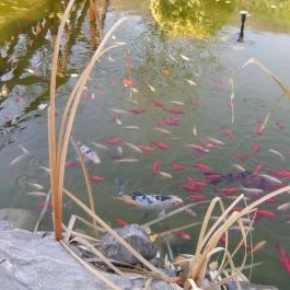 Rajna Apartman Bogács - Környék