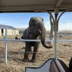 Richter Safari Park Nagykőrös - Egyéb