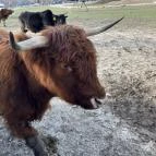 Richter Safari Park Nagykőrös - Egyéb