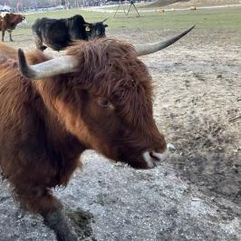 Richter Safari Park Nagykőrös - Egyéb