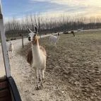 Richter Safari Park Nagykőrös - Egyéb