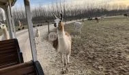 Richter Safari Park Nagykőrös - Egyéb