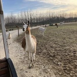 Richter Safari Park Nagykőrös - Egyéb