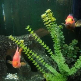 Palacsintavár Eger - Belső