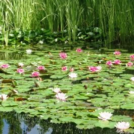 Hotel Yacht Wellness & Business, Siófok - Környék