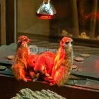 Bambara Hotel Felsőtárkány - Szórakozás/Sport