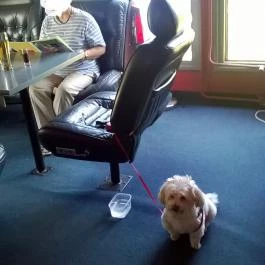 V8 Vendéglő Cece - Étel/ital