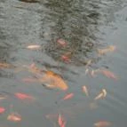 Termál Hotel Pávai Berekfürdő - Környék